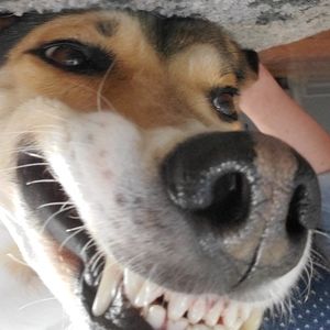 Meet your Posher, Sydney